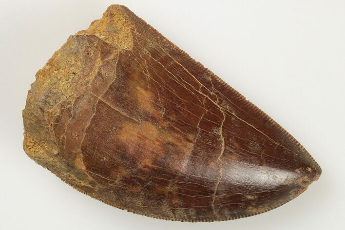 Serrated, Carcharodontosaurus Tooth - Real Dinosaur Tooth #192970